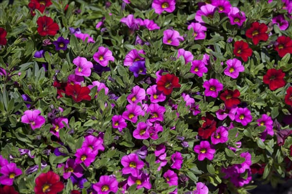 Calibrachoa