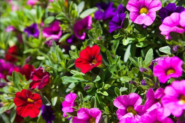Calibrachoa