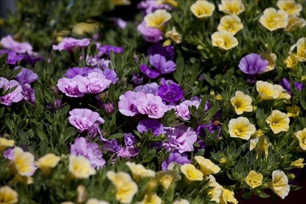Calibrachoa