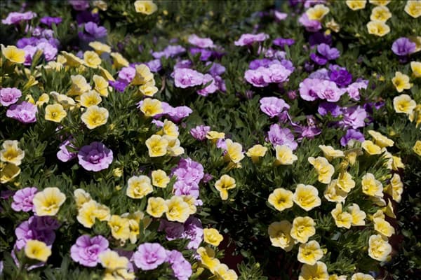 Calibrachoa
