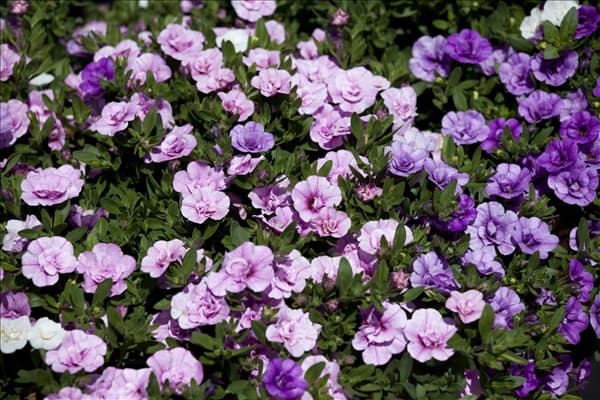 Calibrachoa