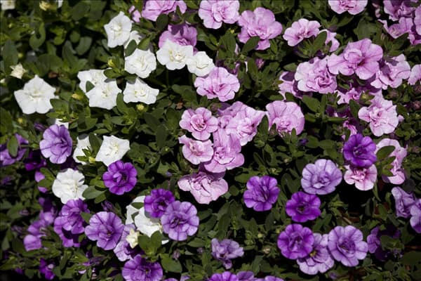 Calibrachoa