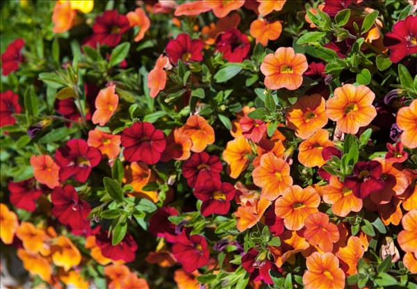 Calibrachoa 'Trixi'®