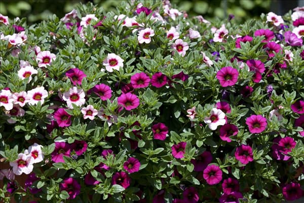 Calibrachoa