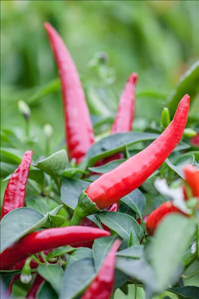 Capsicum annuum var. longum 'Autumn Desire'