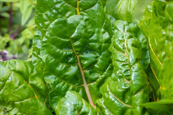 Beta vulgaris var. cicla 'Bright Lights'