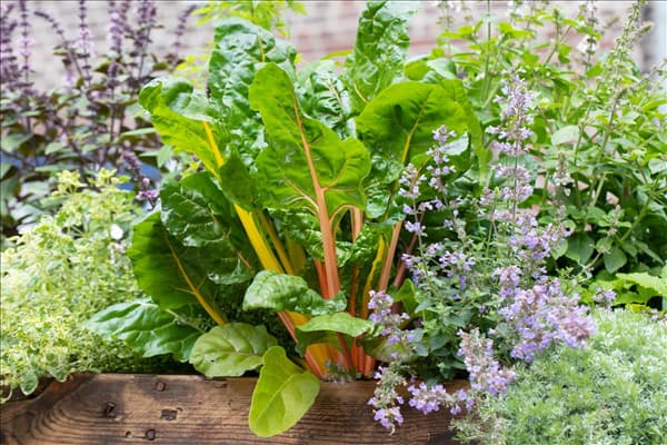 Beta vulgaris var. cicla 'Bright Lights'