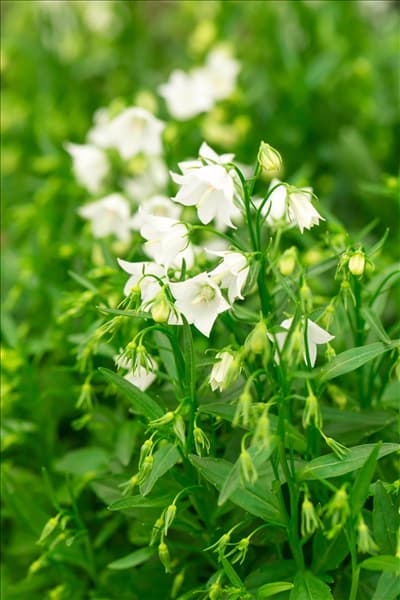 Campanula cochleariifolia 'Alpine Breeze'