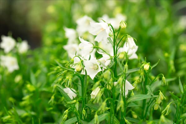 Campanula cochleariifolia 'Alpine Breeze'