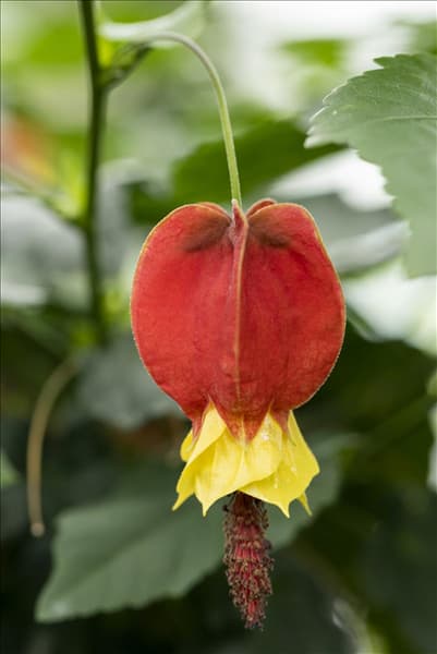 Abutilon megapotamicum 'Big Bell'