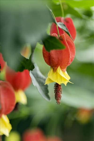 Abutilon megapotamicum 'Big Bell'