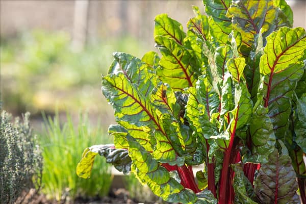 Beta vulgaris var. cicla, rot