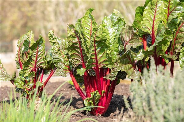 Beta vulgaris var. cicla, rot