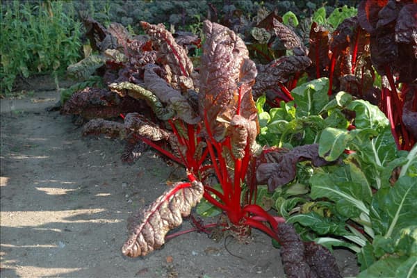 Beta vulgaris var. cicla, rot