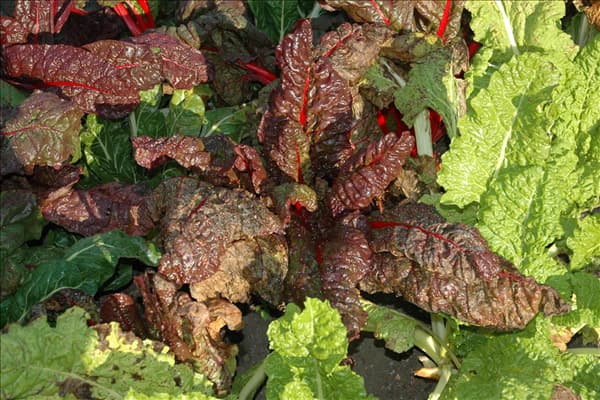 Beta vulgaris var. cicla, rot