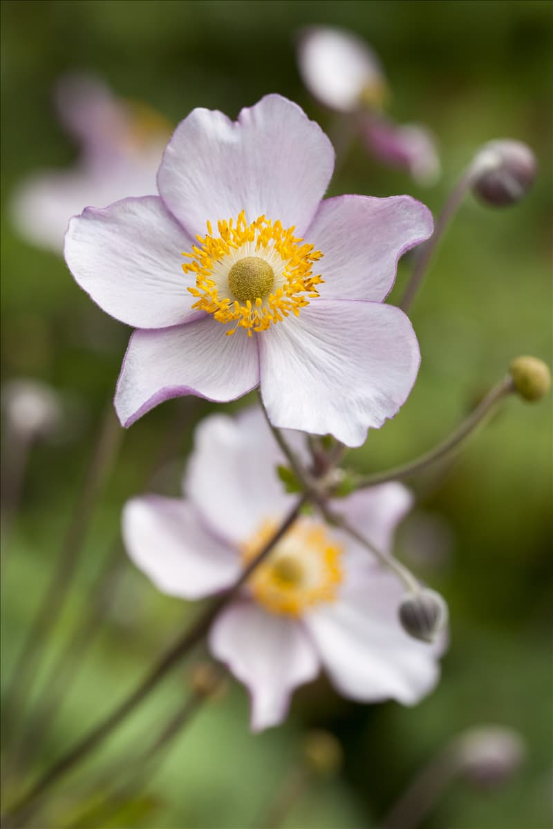 Anemone japonica