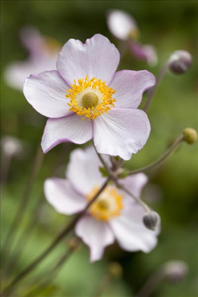 Anemone japonica