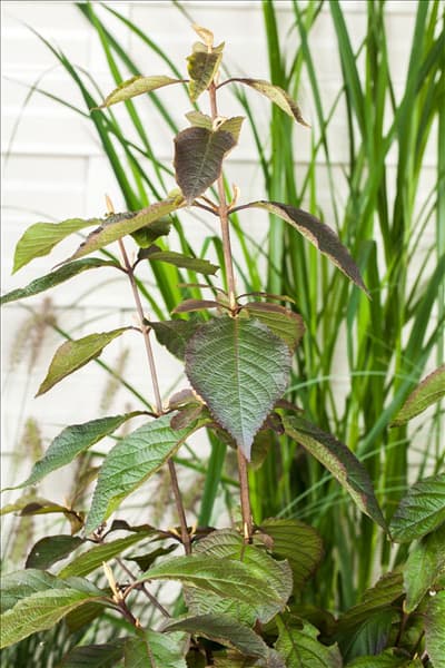 Callicarpa bodinieri var. giraldii 'Profusion'