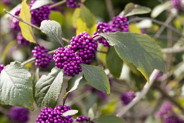 Callicarpa bodinieri var. giraldii 'Profusion'
