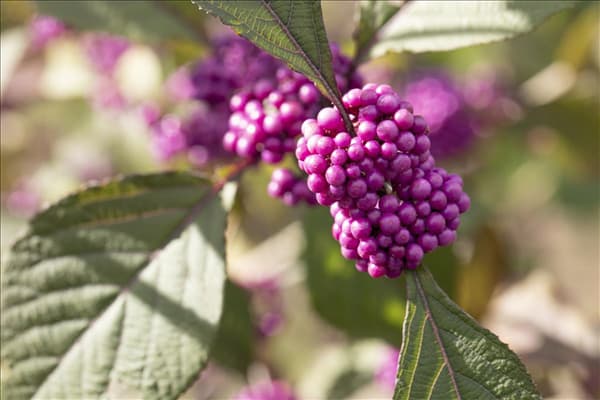 Callicarpa bodinieri var. giraldii 'Profusion'