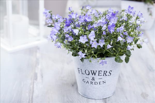 Campanula cochleariifolia 'Spring Bell'®