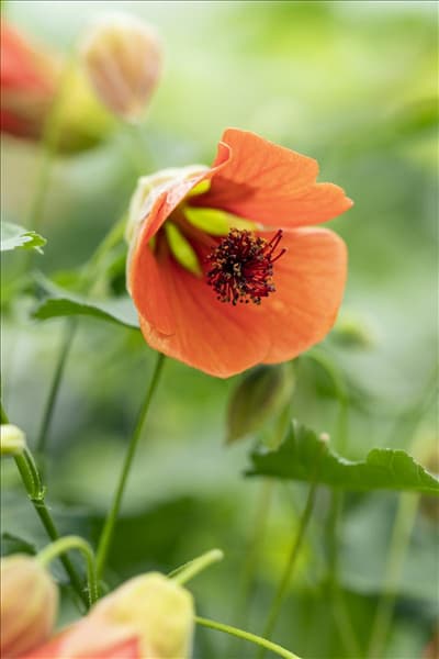 Abutilon megapotamicum 'Red Trumpet'