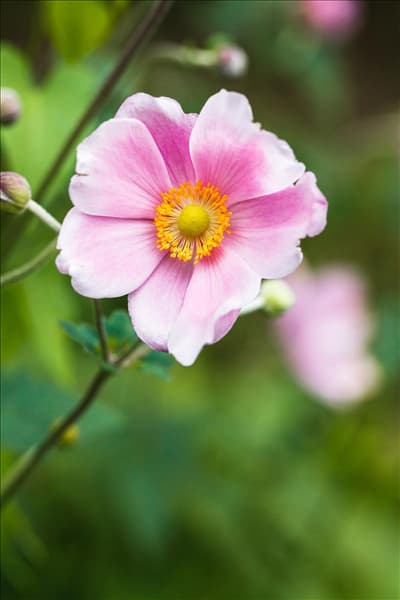 Anemone hupehensis 'Pink Saucer'