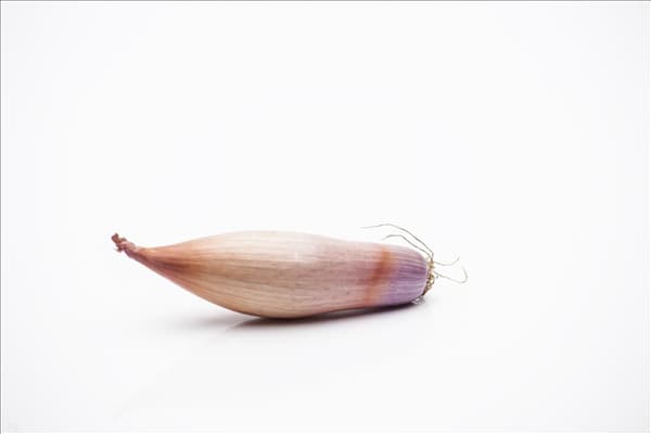 Allium ascalonicum