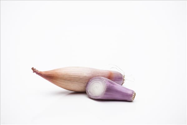 Allium ascalonicum