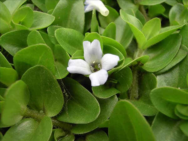 Bacopa caroliniana