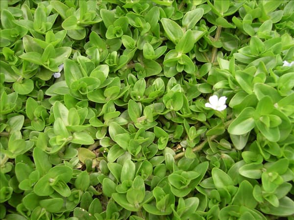 Bacopa caroliniana
