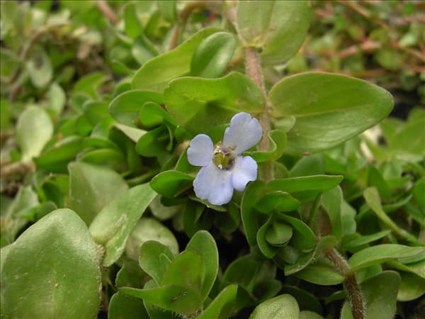 Bacopa caroliniana