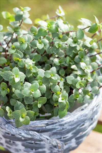 Callisia repens