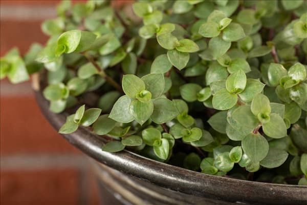 Callisia repens