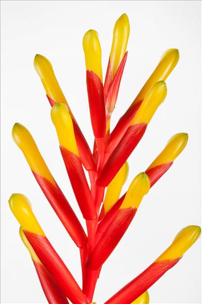 Bromelien