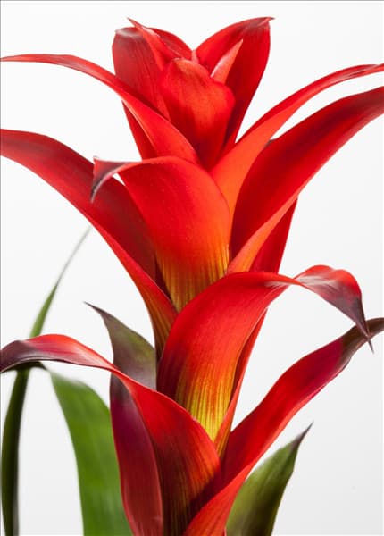 Bromelien