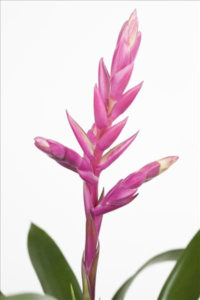 Bromelien