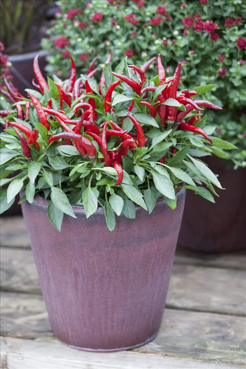 Capsicum annuum