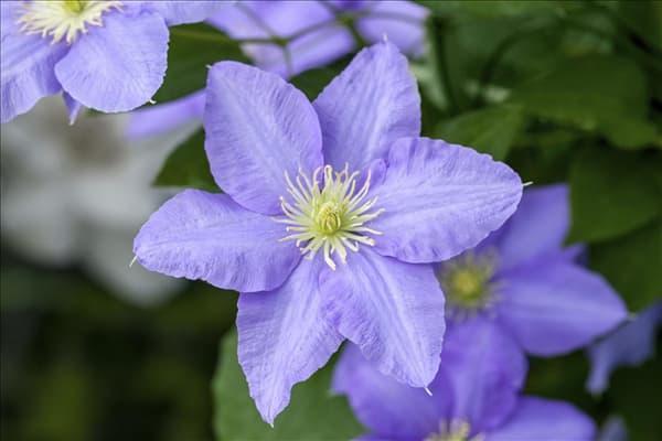 Clematis 'Cezanne'