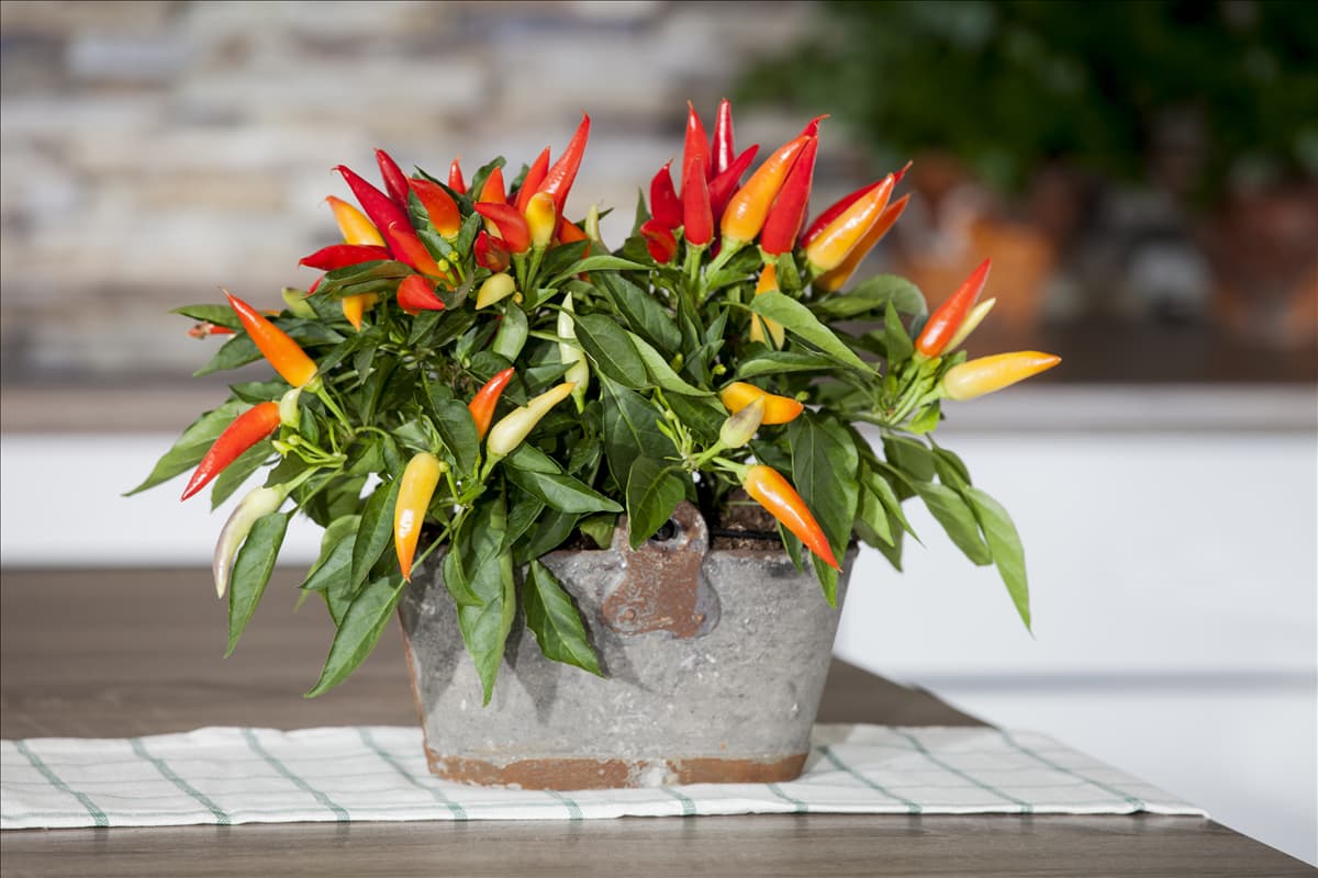 Capsicum annuum
