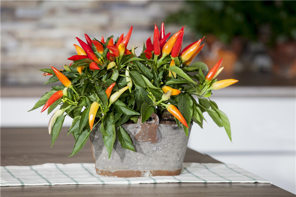 Capsicum annuum