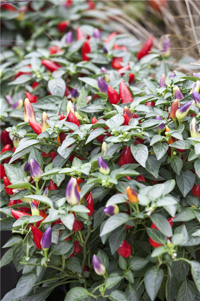 Capsicum annuum