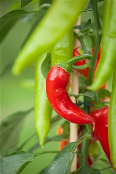 Capsicum annuum var. minimum