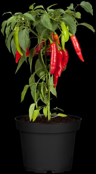 Capsicum annuum var. minimum