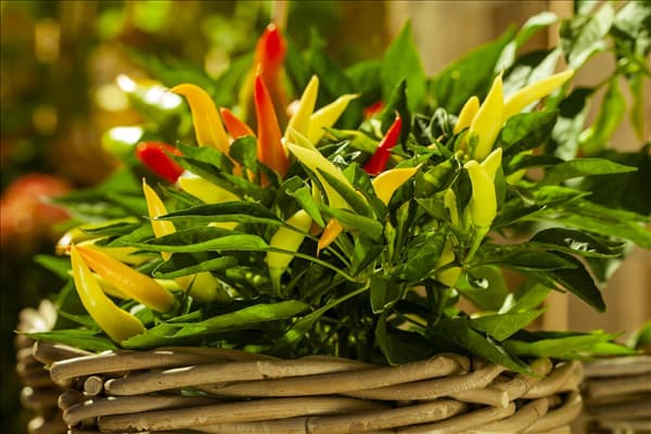 Capsicum annuum var. minimum
