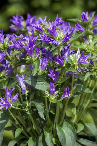 Campanula glomerata 'Acaulis'