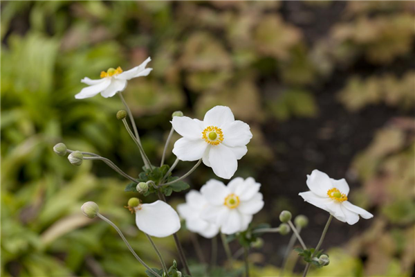 Anemone japonica 'Honorine Jobert'