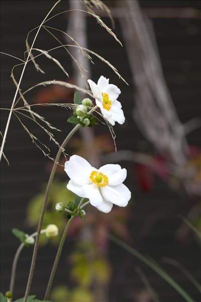Anemone japonica