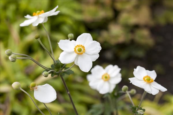 Anemone japonica