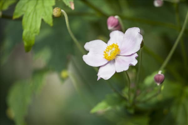 Anemone japonica, rosa